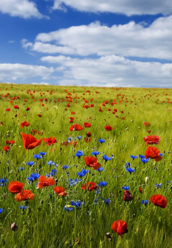 field with poppies